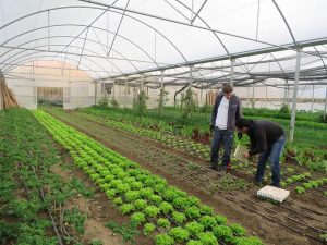 Harvest at Horta do Adão